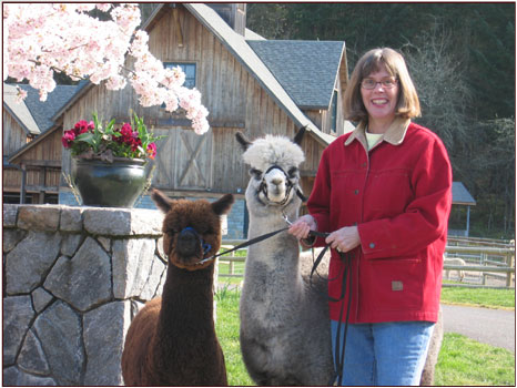 alpaca farm