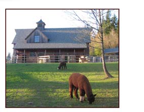 Oregon alpacas