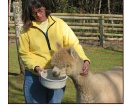 Oregon alpacas